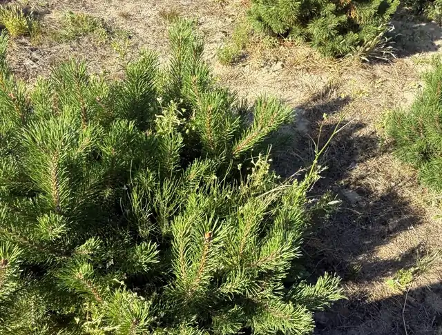 Kosodrzewina (Pinus mugo) – okaz 18 z oferty szkółki