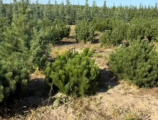 Kosodrzewina (Pinus mugo) – okaz 19 z oferty szkółki