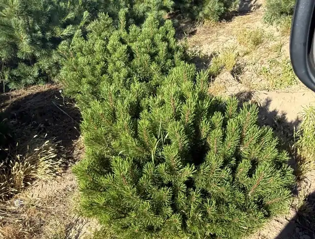Kosodrzewina (Pinus mugo) – okaz 20 z oferty szkółki