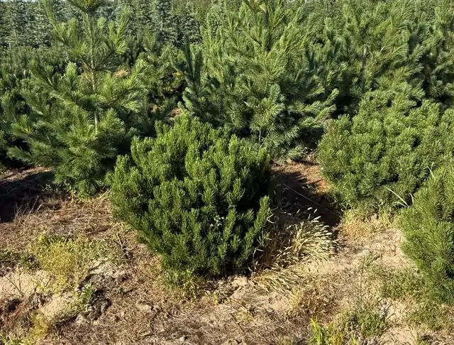 Kosodrzewina (Pinus mugo) – okaz 21 z oferty szkółki