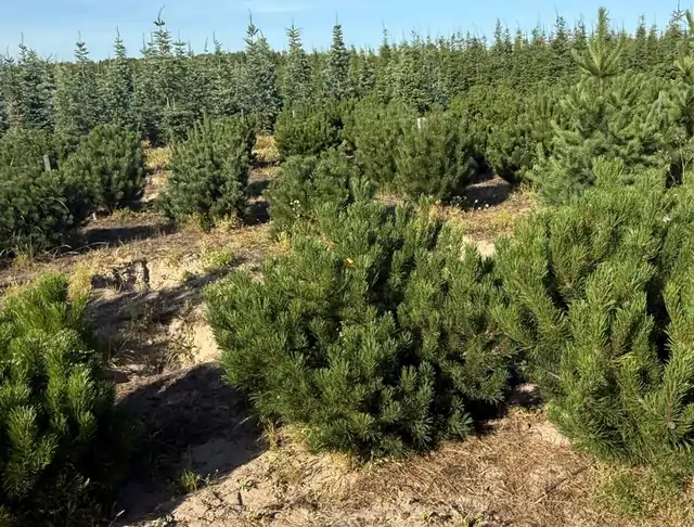 Kosodrzewina (Pinus mugo) – okaz 22 z oferty szkółki