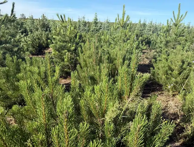 Kosodrzewina (Pinus mugo) – okaz 23 z oferty szkółki