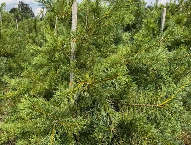 Sosna Armanda (Pinus armandii) – okaz 2 z oferty szkółki