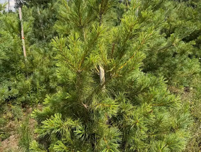 Sosna Armanda (Pinus armandii) – okaz 3 z oferty szkółki
