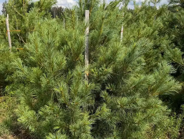 Sosna Armanda (Pinus armandii) – okaz 4 z oferty szkółki