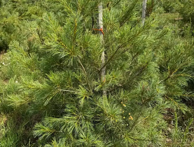 Sosna Armanda (Pinus armandii) – okaz 5 z oferty szkółki