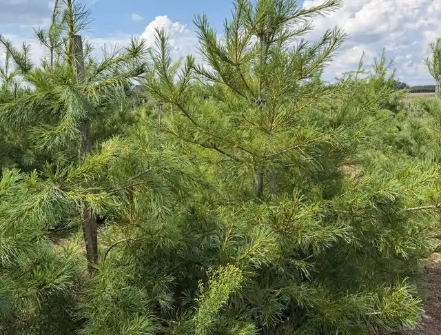 Sosna Armanda (Pinus armandii) – okaz 6 z oferty szkółki