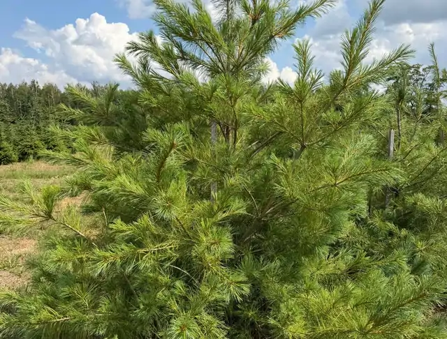 Sosna Armanda (Pinus armandii) – okaz 7 z oferty szkółki