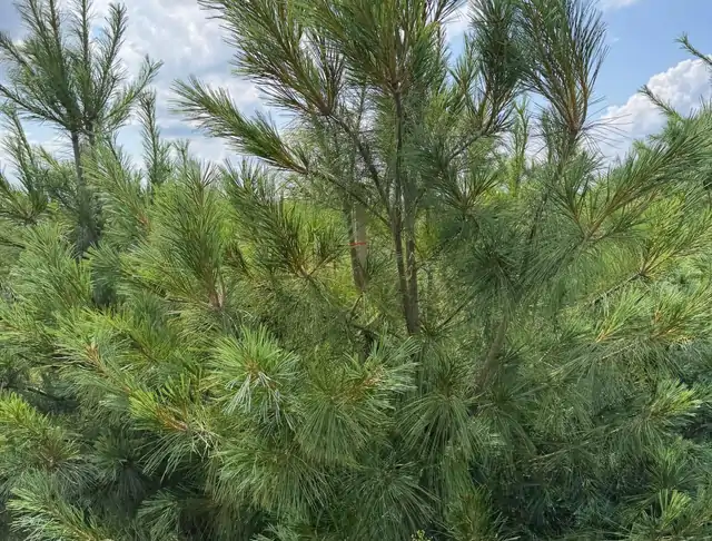 Sosna Armanda (Pinus armandii) – okaz 8 z oferty szkółki