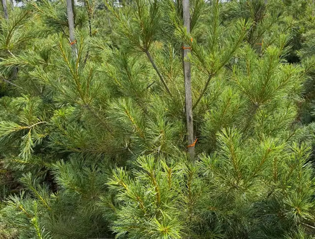 Sosna Armanda (Pinus armandii) – okaz 9 z oferty szkółki