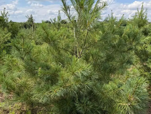 Sosna Armanda (Pinus armandii) – okaz 10 z oferty szkółki