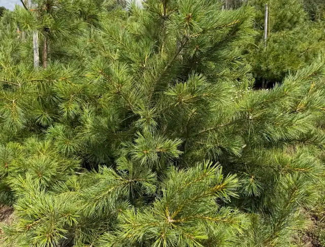 Sosna Armanda (Pinus armandii) – okaz 11 z oferty szkółki