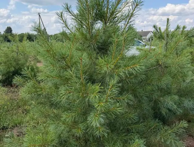 Sosna Armanda (Pinus armandii) – okaz 12 z oferty szkółki