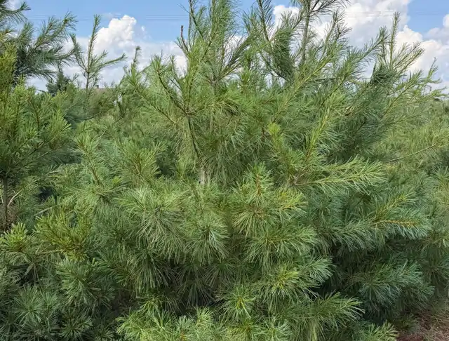 Sosna Armanda (Pinus armandii) – okaz 13 z oferty szkółki