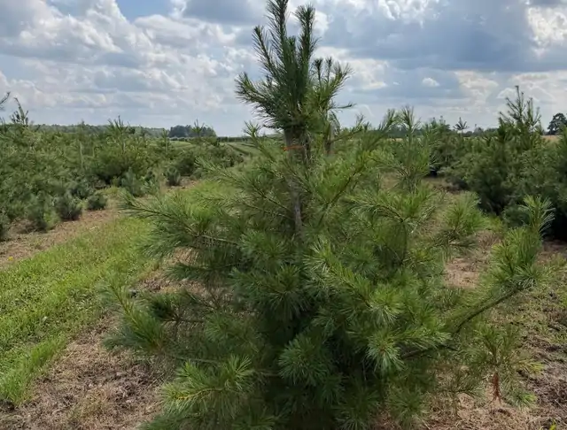 Sosna Armanda (Pinus armandii) – okaz 14 z oferty szkółki