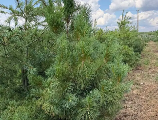 Sosna Armanda (Pinus armandii) – okaz 15 z oferty szkółki