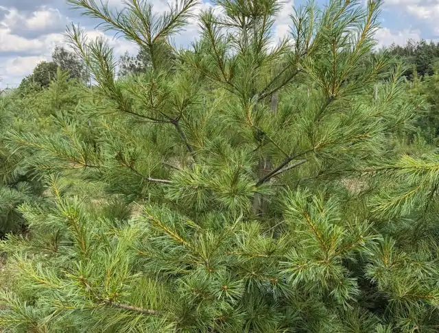Sosna Armanda (Pinus armandii) – okaz 16 z oferty szkółki