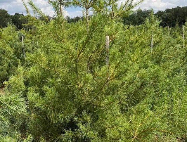 Sosna Armanda (Pinus armandii) – okaz 17 z oferty szkółki