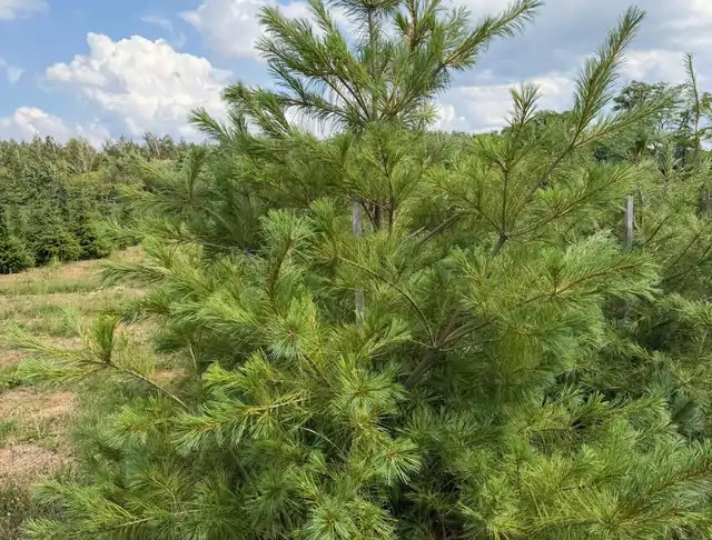 Sosna Armanda (Pinus armandii) – okaz 18 z oferty szkółki