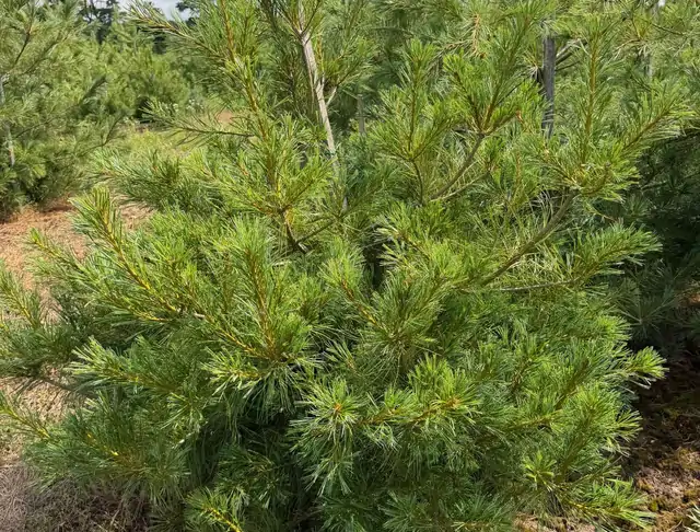 Sosna Armanda (Pinus armandii) – okaz 19 z oferty szkółki
