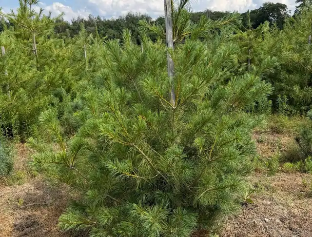 Sosna Armanda (Pinus armandii) – okaz 20 z oferty szkółki