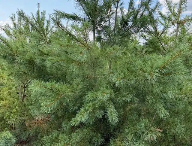 Sosna Armanda (Pinus armandii) – okaz 21 z oferty szkółki