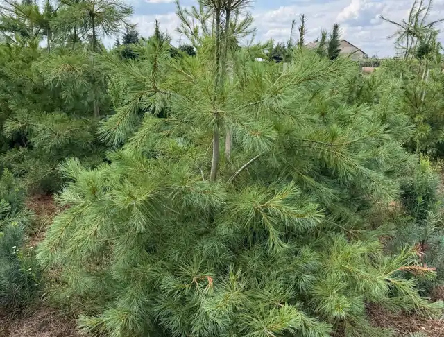 Sosna Armanda (Pinus armandii) – okaz 22 z oferty szkółki