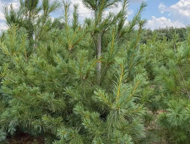 Sosna Armanda (Pinus armandii) – okaz 23 z oferty szkółki