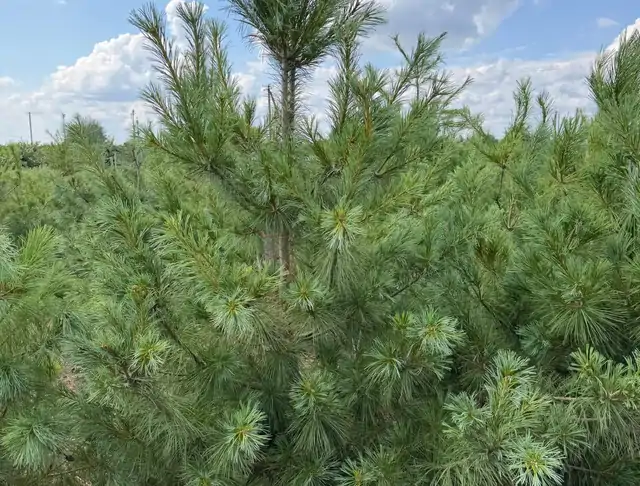 Sosna Armanda (Pinus armandii) – okaz 24 z oferty szkółki