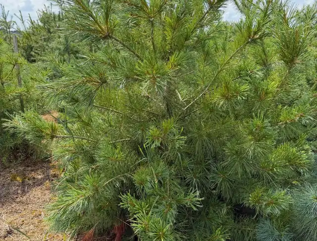 Sosna Armanda (Pinus armandii) – okaz 25 z oferty szkółki
