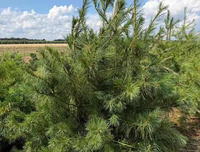 Sosna Armanda (Pinus armandii) – okaz 26 z oferty szkółki