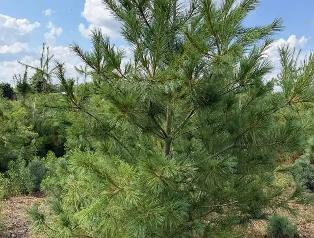 Sosna Armanda (Pinus armandii) – okaz 27 z oferty szkółki