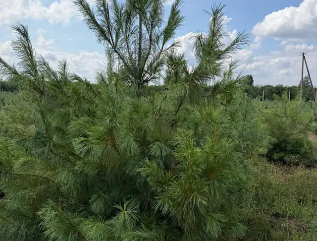 Sosna Armanda (Pinus armandii) – okaz 28 z oferty szkółki