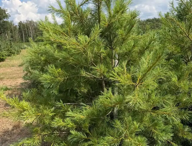 Sosna Armanda (Pinus armandii) – okaz 29 z oferty szkółki