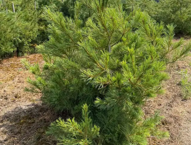 Sosna Armanda (Pinus armandii) – okaz 30 z oferty szkółki