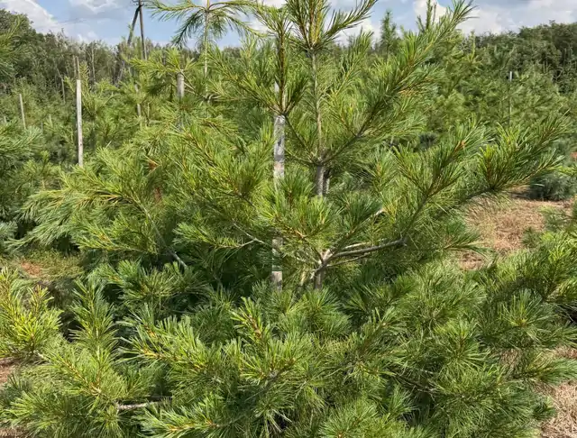 Sosna Armanda (Pinus armandii) – okaz 31 z oferty szkółki