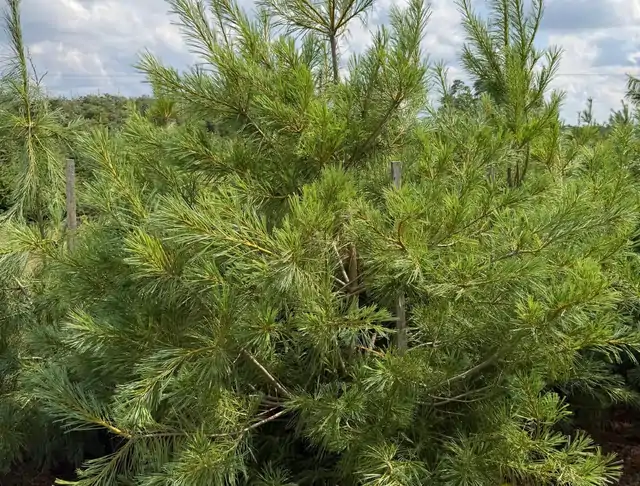 Sosna Armanda (Pinus armandii) – okaz 32 z oferty szkółki