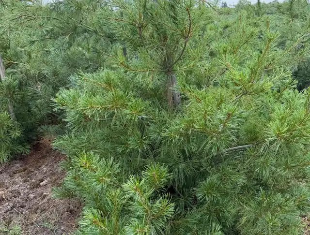 Sosna Armanda (Pinus armandii) – okaz 33 z oferty szkółki