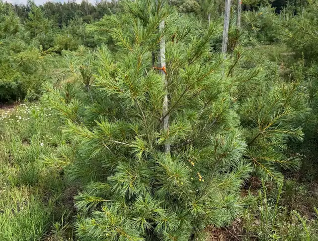 Sosna Armanda (Pinus armandii) – okaz 34 z oferty szkółki