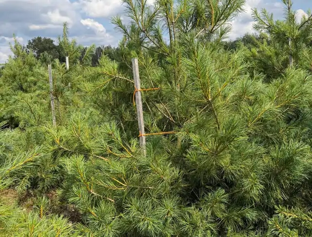 Sosna Armanda (Pinus armandii) – okaz 35 z oferty szkółki
