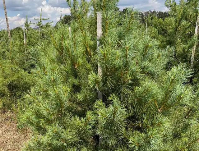Sosna Armanda (Pinus armandii) – okaz 36 z oferty szkółki