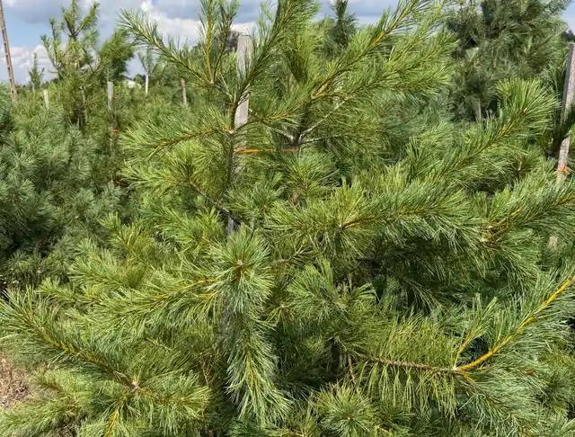 Sosna Armanda (Pinus armandii) – okaz 37 z oferty szkółki