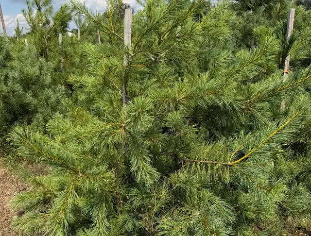 Sosna Armanda (Pinus armandii) – okaz 38 z oferty szkółki