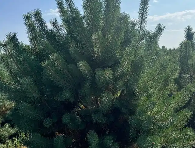 Sosna pospolita (Pinus sylvestris) – okaz 2 z oferty szkółki