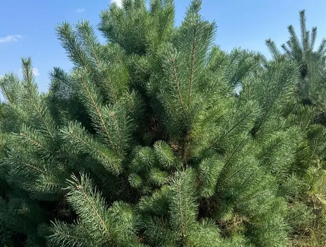 Sosna pospolita (Pinus sylvestris) – okaz 3 z oferty szkółki