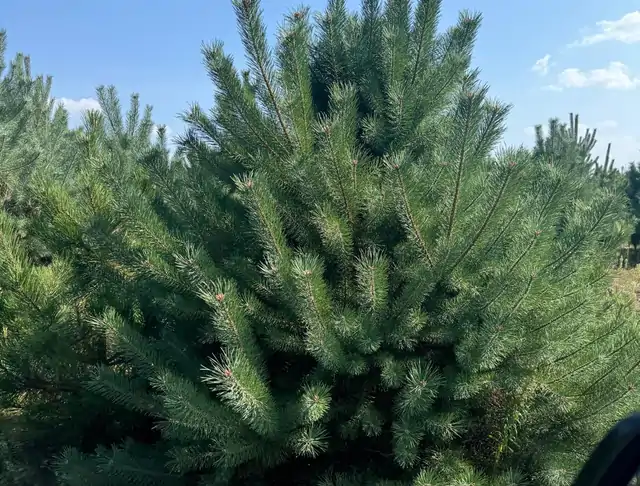 Sosna pospolita (Pinus sylvestris) – okaz 4 z oferty szkółki