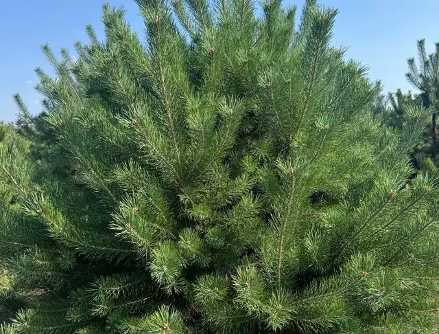 Sosna pospolita (Pinus sylvestris) – okaz 5 z oferty szkółki