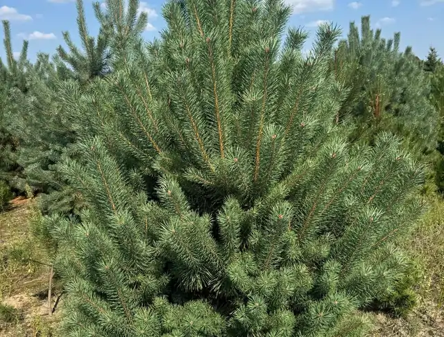 Sosna pospolita (Pinus sylvestris) – okaz 6 z oferty szkółki