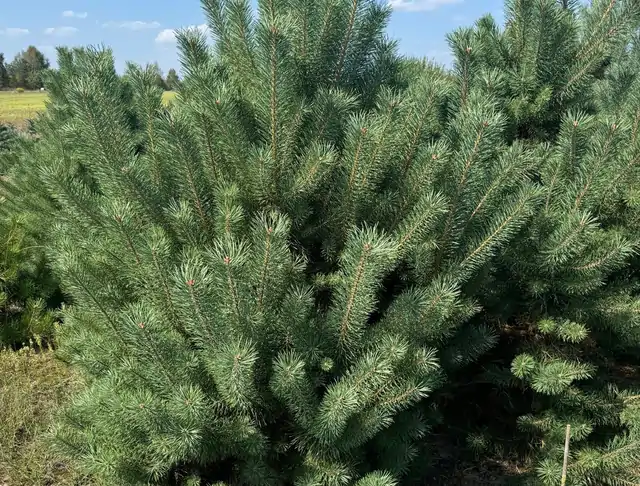Sosna pospolita (Pinus sylvestris) – okaz 7 z oferty szkółki