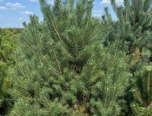 Sosna pospolita (Pinus sylvestris) – okaz 8 z oferty szkółki